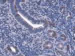 GBP4 Antibody in Immunohistochemistry (Paraffin) (IHC (P))