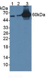 GBP4 Antibody in Western Blot (WB)