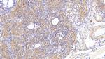 MTCO2 Antibody in Immunohistochemistry (Paraffin) (IHC (P))