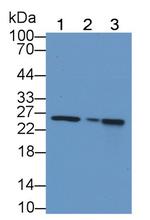 MTCO2 Antibody in Western Blot (WB)