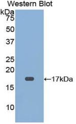 CD59 Antibody in Western Blot (WB)