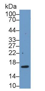 Pleiotrophin Antibody in Western Blot (WB)