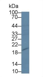 Pleiotrophin Antibody in Western Blot (WB)