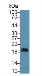 Pleiotrophin Antibody in Western Blot (WB)