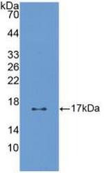 Pleiotrophin Antibody in Western Blot (WB)