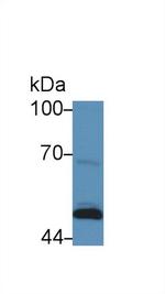 SERPINB4 Antibody in Western Blot (WB)