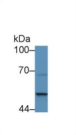 SERPINB4 Antibody in Western Blot (WB)