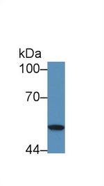 SERPINB4 Antibody in Western Blot (WB)