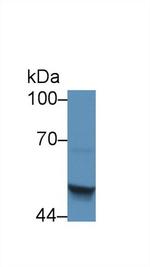 SERPINB4 Antibody in Western Blot (WB)