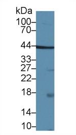 TAZ Antibody in Western Blot (WB)