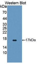 TAZ Antibody in Western Blot (WB)