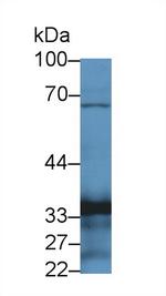 TOR3A Antibody in Western Blot (WB)