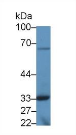 TOR3A Antibody in Western Blot (WB)