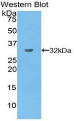 TOR3A Antibody in Western Blot (WB)