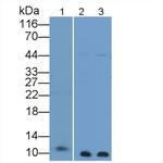 S100B Antibody in Western Blot (WB)