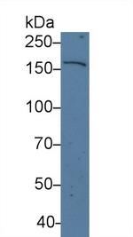 UGGT1 Antibody in Western Blot (WB)