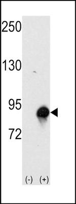 Cullin 4A Antibody in Western Blot (WB)