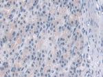 PDE4B Antibody in Immunohistochemistry (Paraffin) (IHC (P))