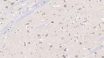 KPNA3 Antibody in Immunohistochemistry (Paraffin) (IHC (P))