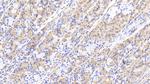 PEX1 Antibody in Immunohistochemistry (Paraffin) (IHC (P))