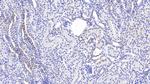 PEX1 Antibody in Immunohistochemistry (Paraffin) (IHC (P))