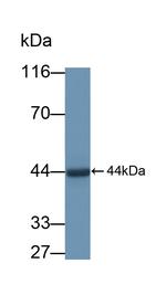 PEX1 Antibody in Western Blot (WB)