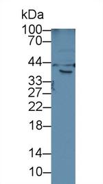 HFE2 Antibody in Western Blot (WB)