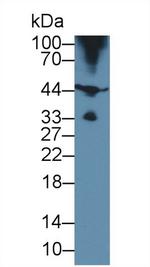 HFE2 Antibody in Western Blot (WB)