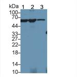 PKM2 Antibody in Western Blot (WB)