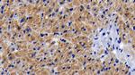 Prohibitin Antibody in Immunohistochemistry (Paraffin) (IHC (P))