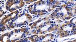 Prohibitin Antibody in Immunohistochemistry (Paraffin) (IHC (P))