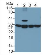 Prohibitin Antibody in Western Blot (WB)