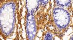 Fibrinogen Antibody in Immunohistochemistry (Paraffin) (IHC (P))