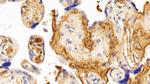 Fibrinogen Antibody in Immunohistochemistry (Paraffin) (IHC (P))