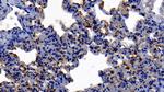 Neutrophil elastase Antibody in Immunohistochemistry (Paraffin) (IHC (P))