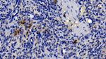 Neutrophil elastase Antibody in Immunohistochemistry (Paraffin) (IHC (P))