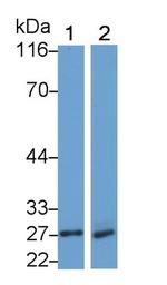 Neutrophil elastase Antibody in Western Blot (WB)