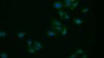 APAF1 Antibody in Immunocytochemistry (ICC/IF)