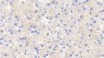 Apolipoprotein C1 Antibody in Immunohistochemistry (Paraffin) (IHC (P))