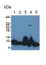 Apolipoprotein C1 Antibody in Western Blot (WB)