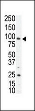 Axl Antibody in Western Blot (WB)