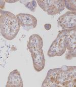 CSF1R Antibody in Immunohistochemistry (Paraffin) (IHC (P))