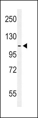 EphA2 Antibody in Western Blot (WB)