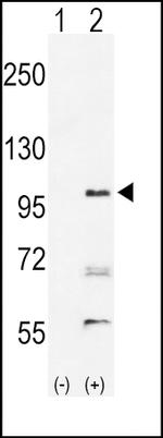 EphA2 Antibody in Western Blot (WB)