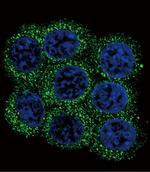 PCSK2 Antibody in Immunocytochemistry (ICC/IF)