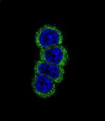 ErbB2 (HER-2) Antibody in Immunocytochemistry (ICC/IF)