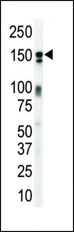 ErbB3 Antibody in Western Blot (WB)