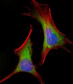 FGFR2 Antibody in Immunocytochemistry (ICC/IF)