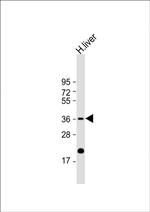 IGFBP3 Antibody in Western Blot (WB)