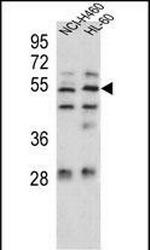 SESN1 Antibody in Western Blot (WB)